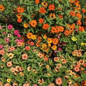 Meet your Posher, Jasper